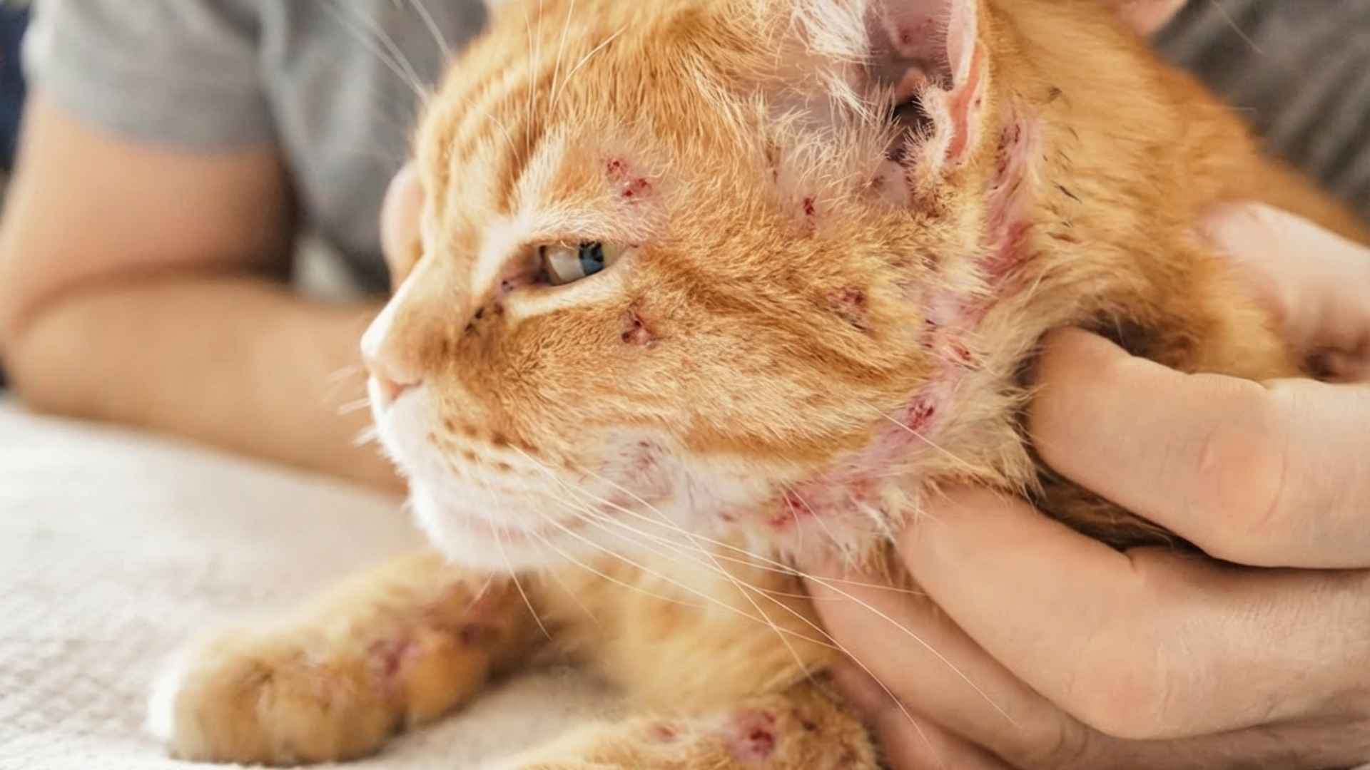 Síntomas de alergia alimentaria en gatos